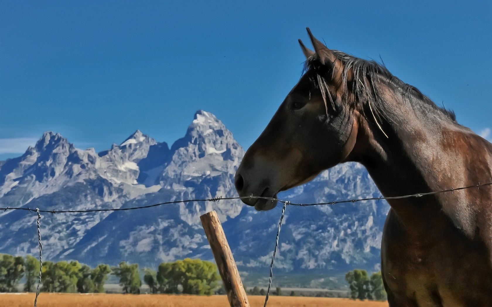 cavalli mammifero cavalleria natura all aperto cielo neve inverno animale cavallo