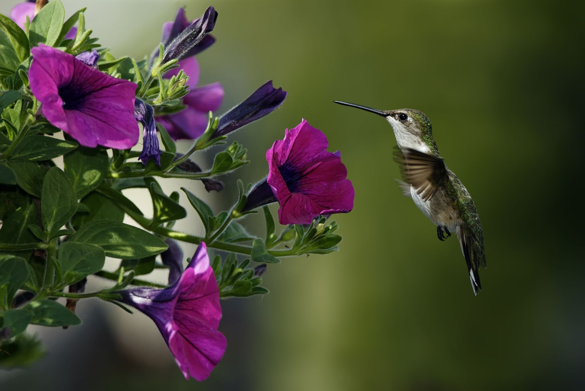 tiere blume natur garten flora blatt sommer im freien farbe schließen blühen