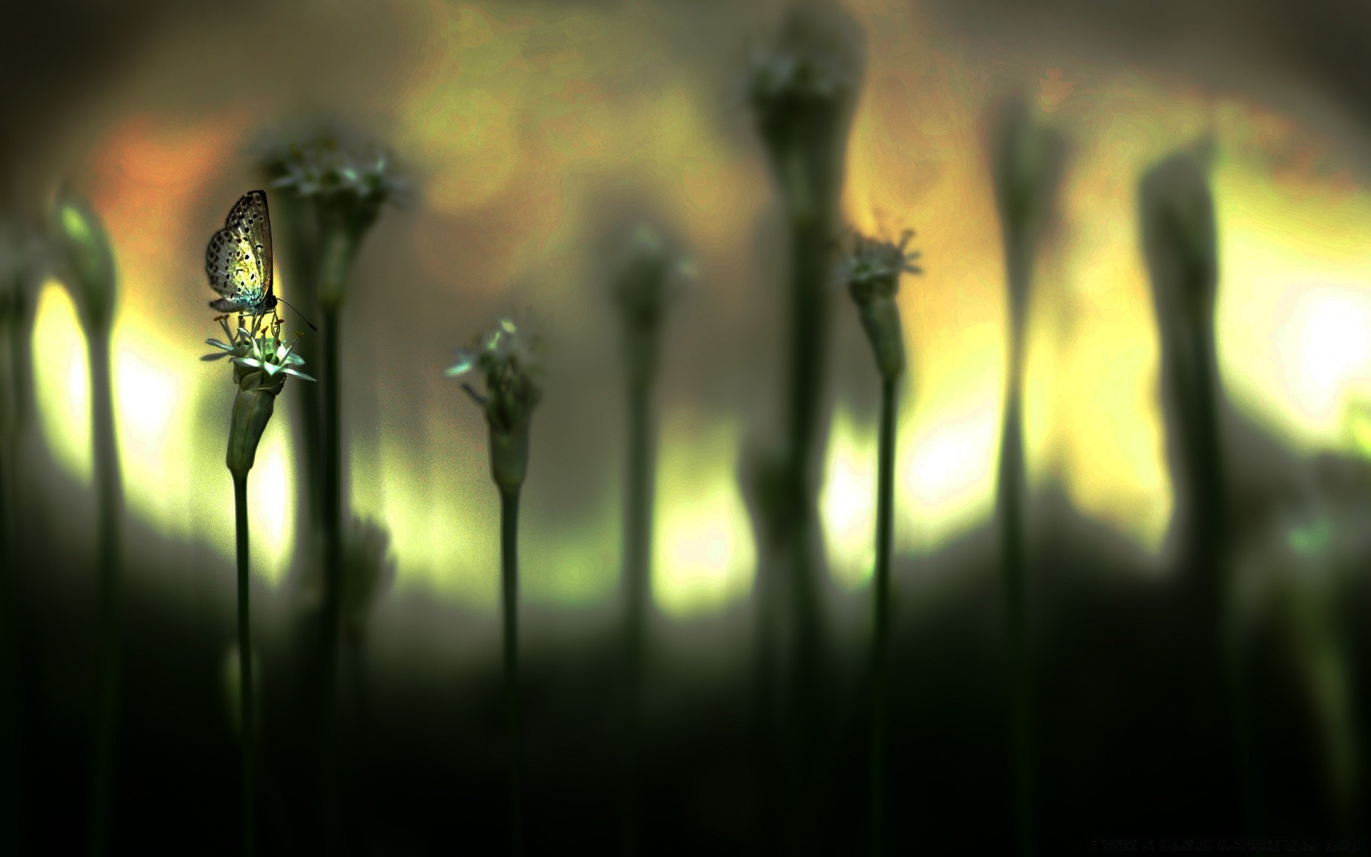 fantasy blur dawn sunset backlit light sun insect flower grass garden dof outdoors fair weather