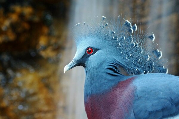 Primo piano di uccello insolito