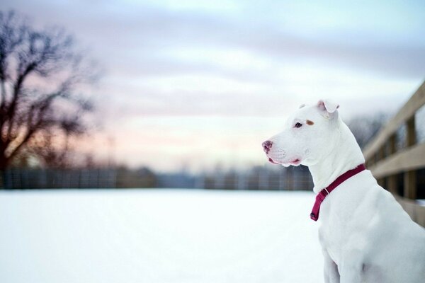 Chien blanc sur fond de neige