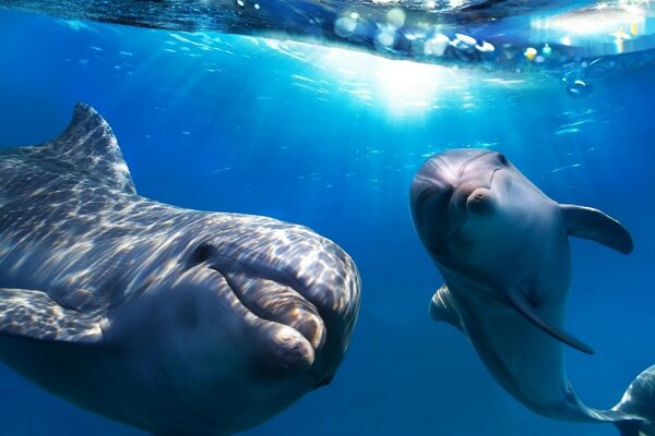 The underwater world of cute dolphins