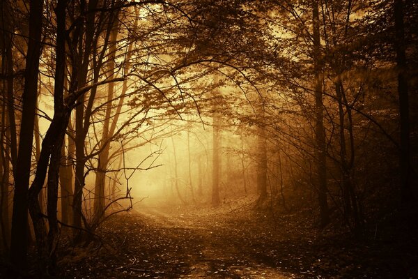 Autumn forest and trees in the fog