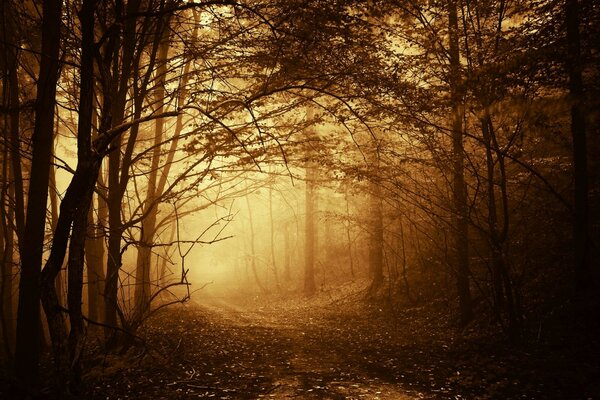 秋天的森林和雾中的树木