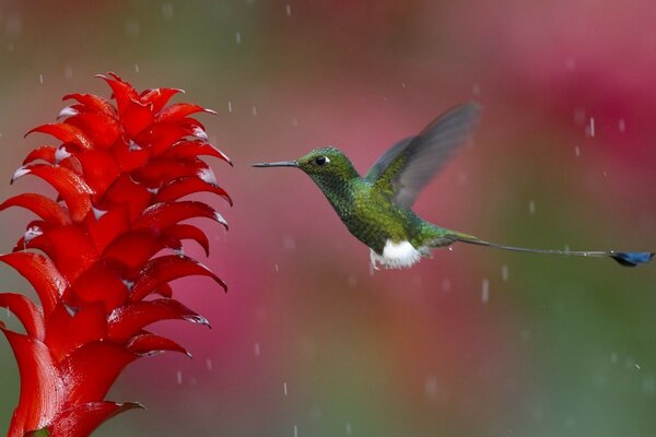 Birdie colibrí primer plano