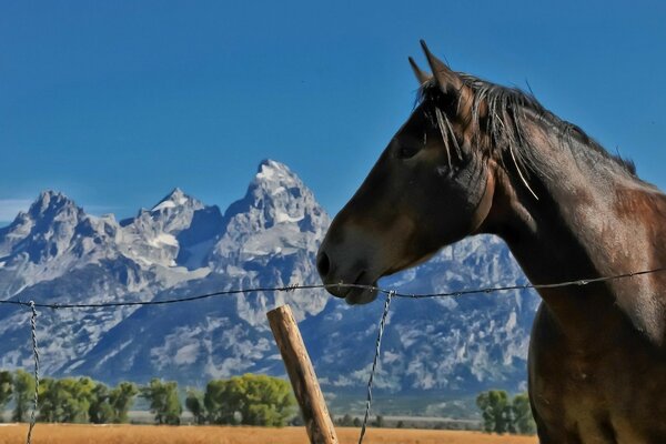 Pferd auf dem Hintergrund von Felsen und Himmel