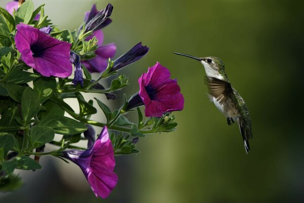 Nature. A bird and flowers on a green background