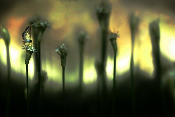 Blur backlight transparent butterfly