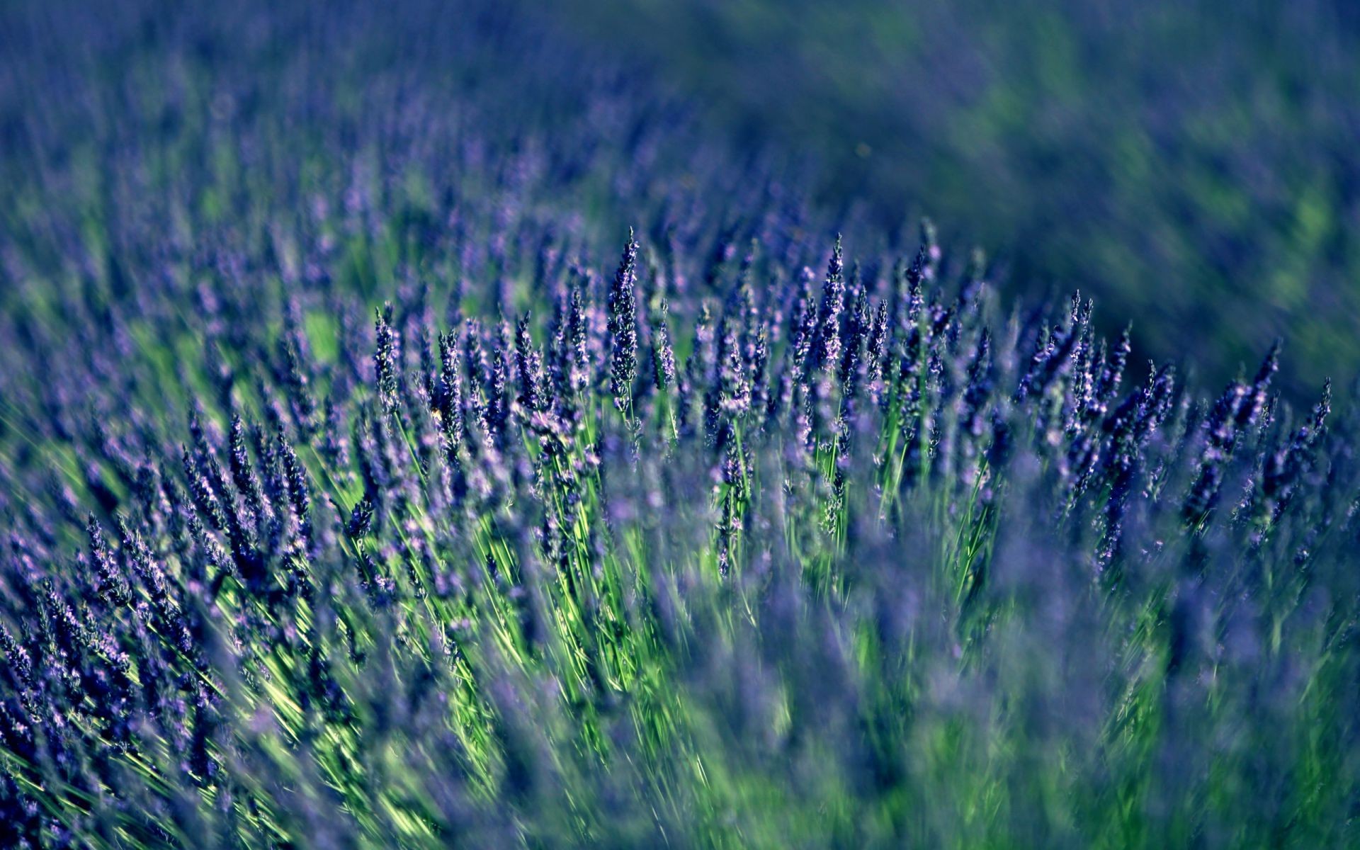 campo de flores lavanda campo natureza flor rural campo flora verão agricultura ao ar livre paisagem violet fazenda perfume feno ervas país crescimento