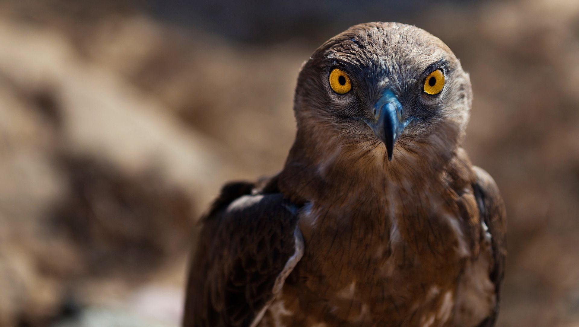 animali rapace fauna selvatica uccello preda natura aquila falconeria ritratto occhio animale falco predatore becco selvaggio falco all aperto piuma vista