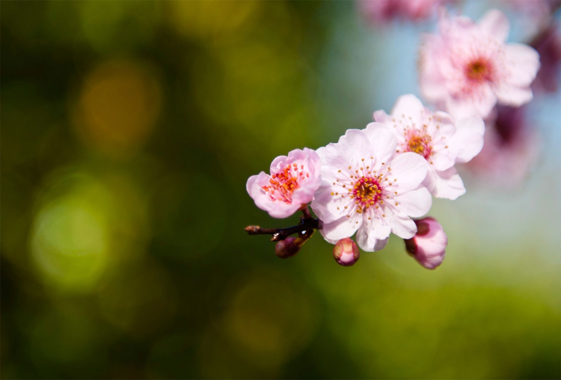 kwiaty na drzewach kwiat natura flora liść ogród wzrost lato wiśnia jabłko drzewo jasny oddział bluming kwiatowy kolor na zewnątrz sezon zbliżenie płatek