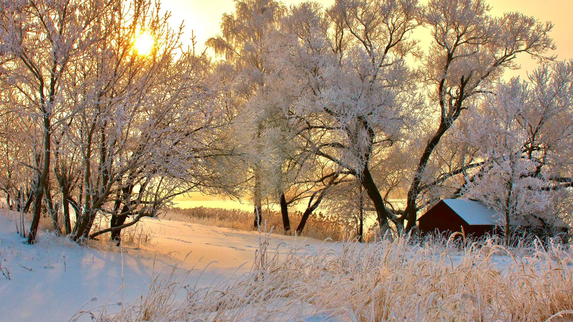 árvores inverno árvore paisagem neve geada frio madeira natureza ramo temporada congelado amanhecer tempo parque gelo outono bom tempo cênica campo