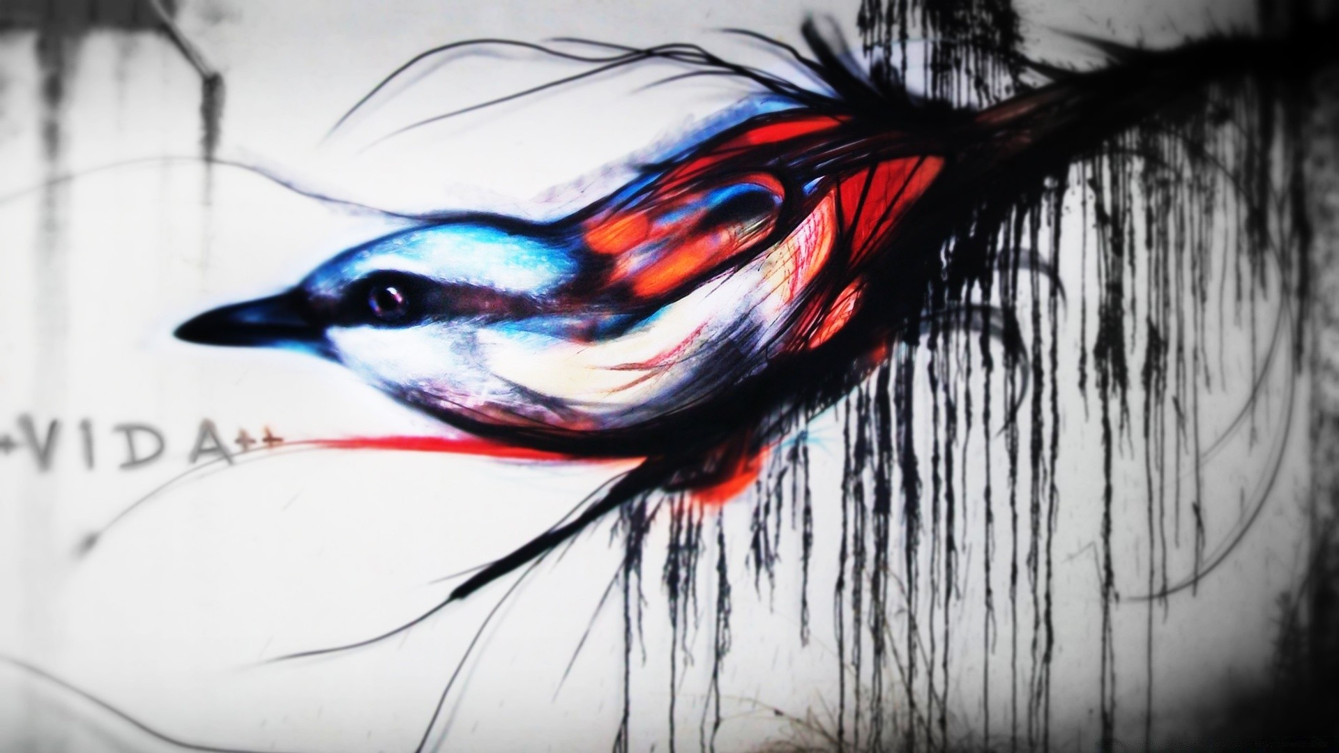 graffiti vogel desktop wasser natur