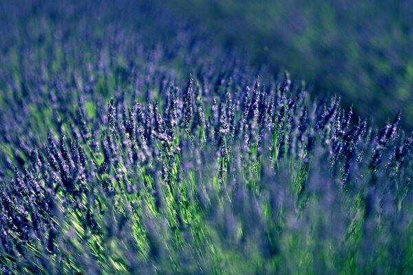 Campo com flores de lavanda azul