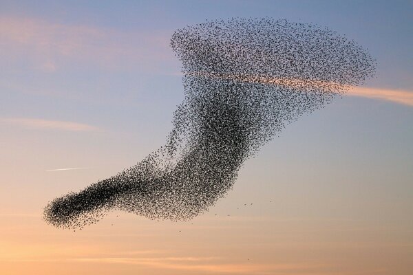 An amazing flock of birds