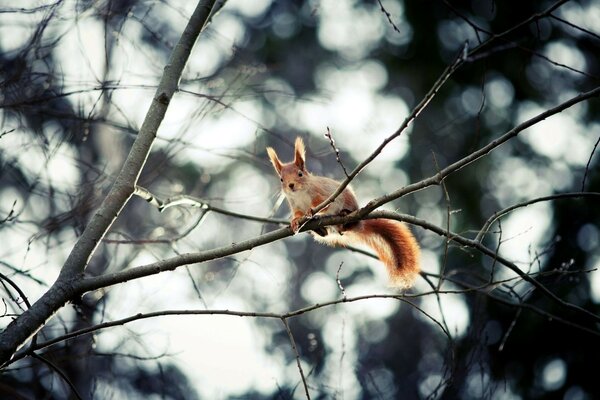 The forest prankster is sitting on a branch