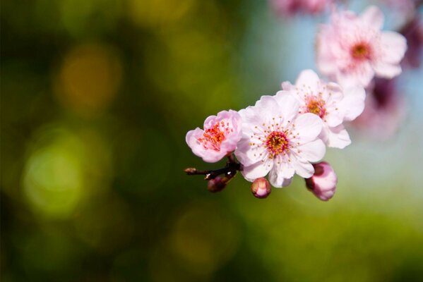 Sakura brotes ramita rosa ramita pétalos