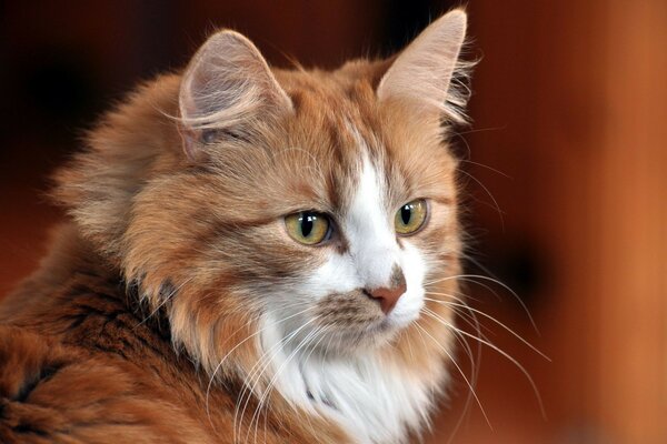 Cute, fluffy and mustachioed cat