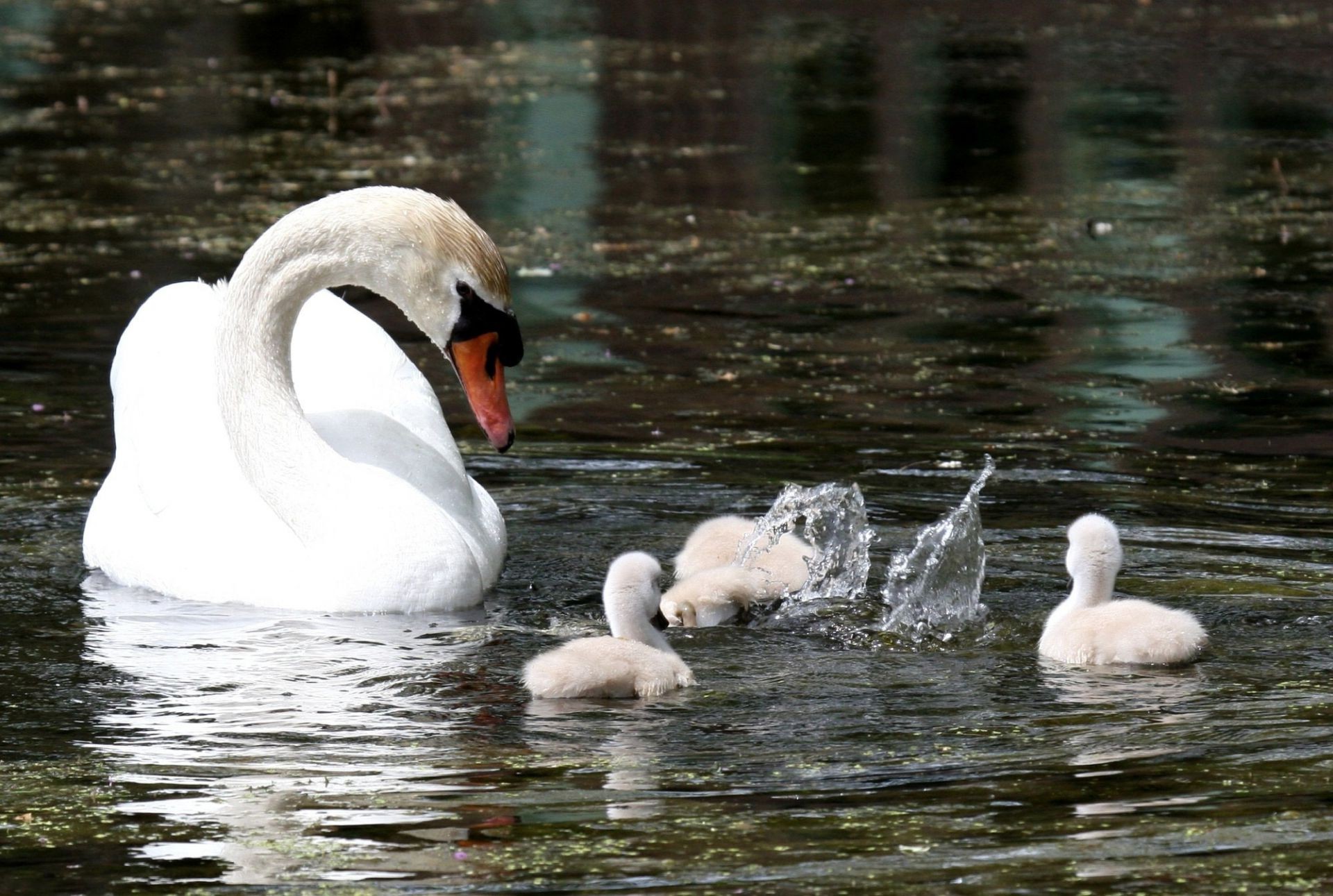 animais cisne pássaro água lago água piscina pato natação pena vida selvagem mudo reflexão aves rio natureza ganso pescoço bico animal