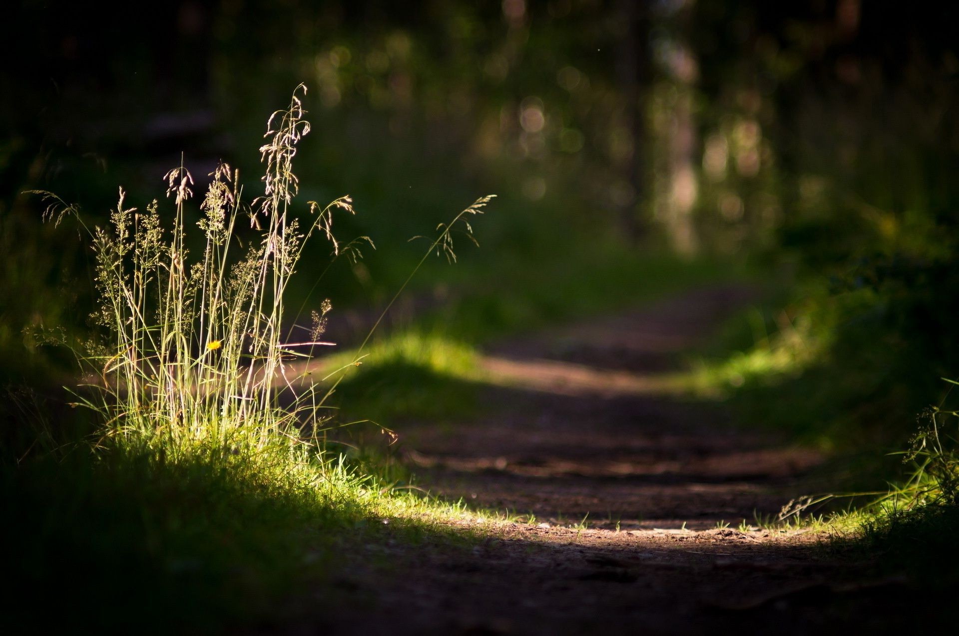 forêt paysage nature herbe à l extérieur bois aube fleur feuille lumière parc arbre jardin flore couleur croissance