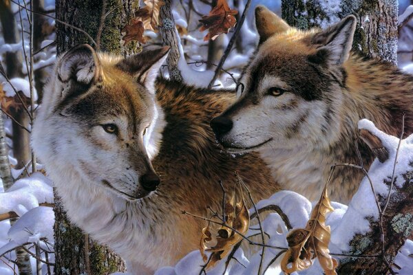 Paire de loups sauvages de la forêt