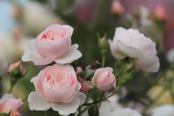 Pink roses on a blurry garden background