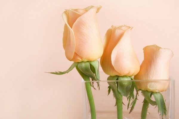 Beige tulips in a glass on a light background