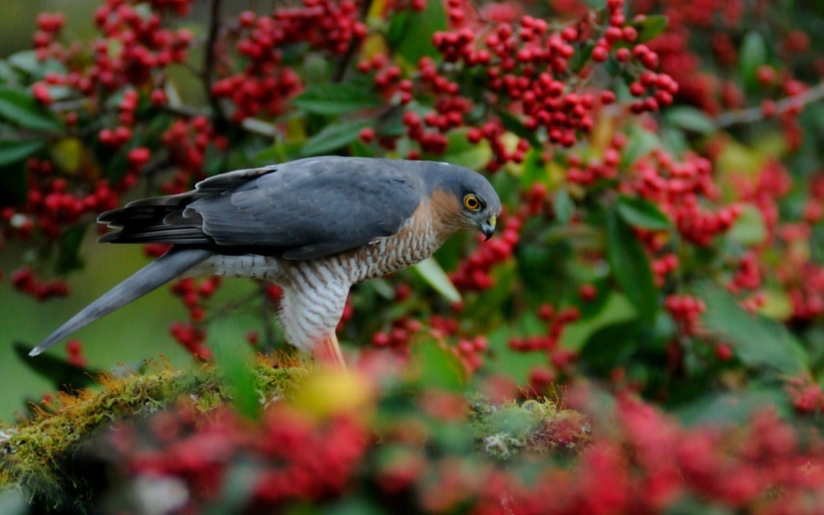 animals nature flower garden shrub bird tree outdoors