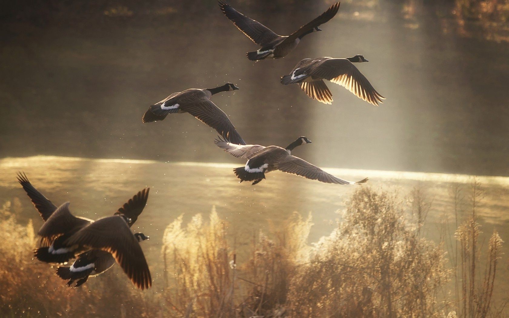 animals bird goose wildlife seagulls outdoors water action duck waterfowl nature poultry flight fly two daylight dawn