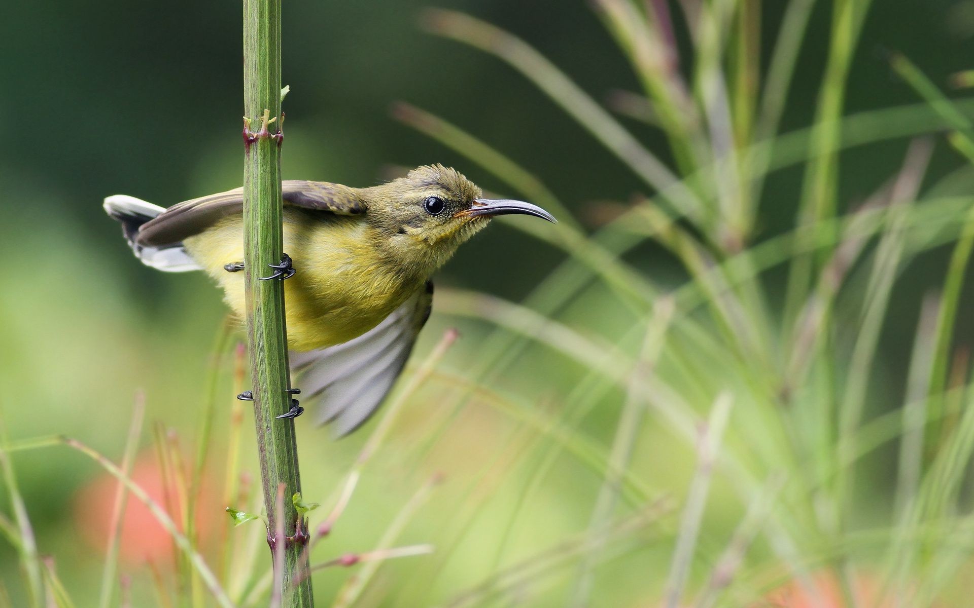 tiere natur vogel tierwelt im freien wild