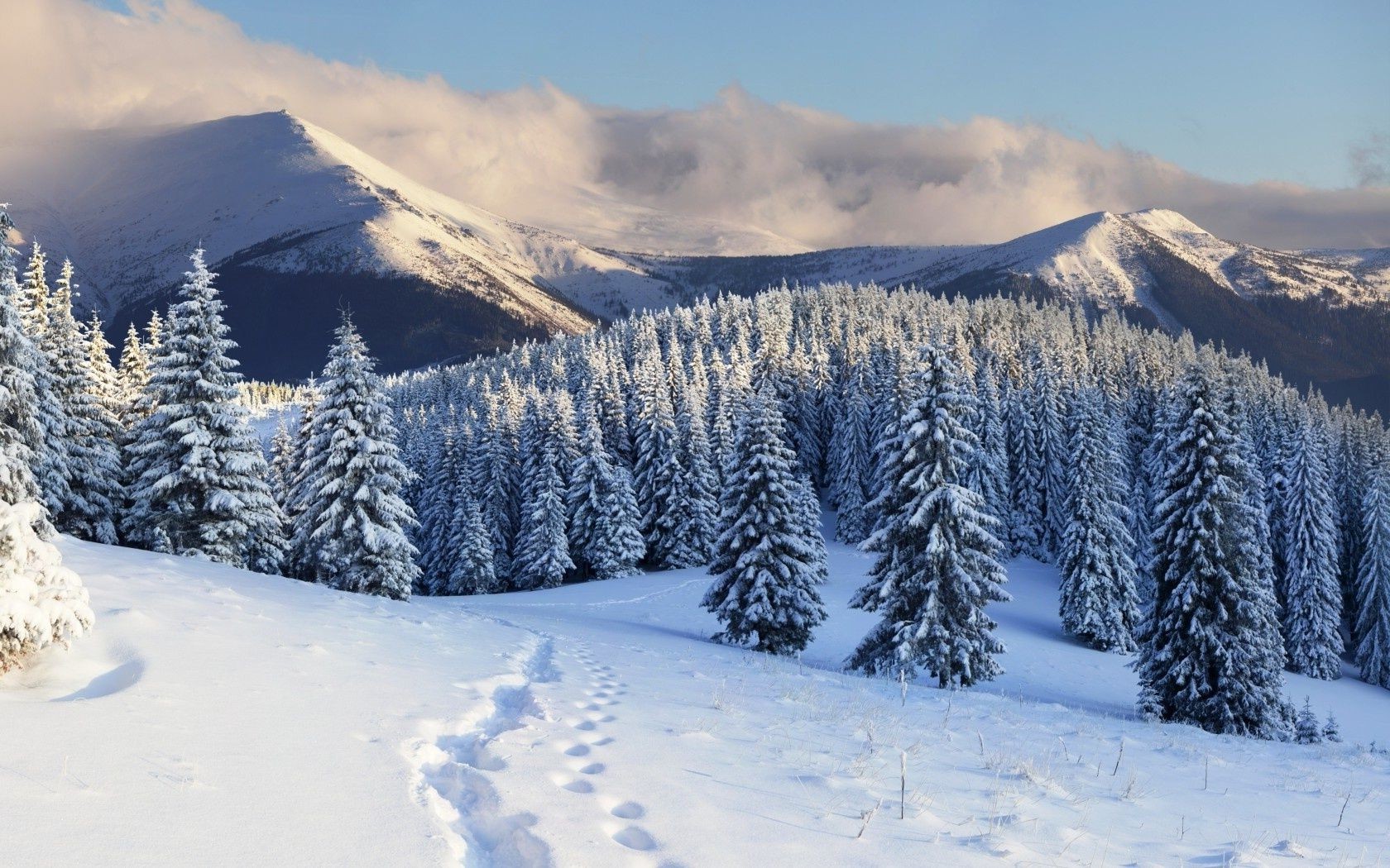 forest snow winter cold mountain frost wood frozen ice scenic snowy evergreen mountain peak landscape season hill alpine fair weather resort conifer