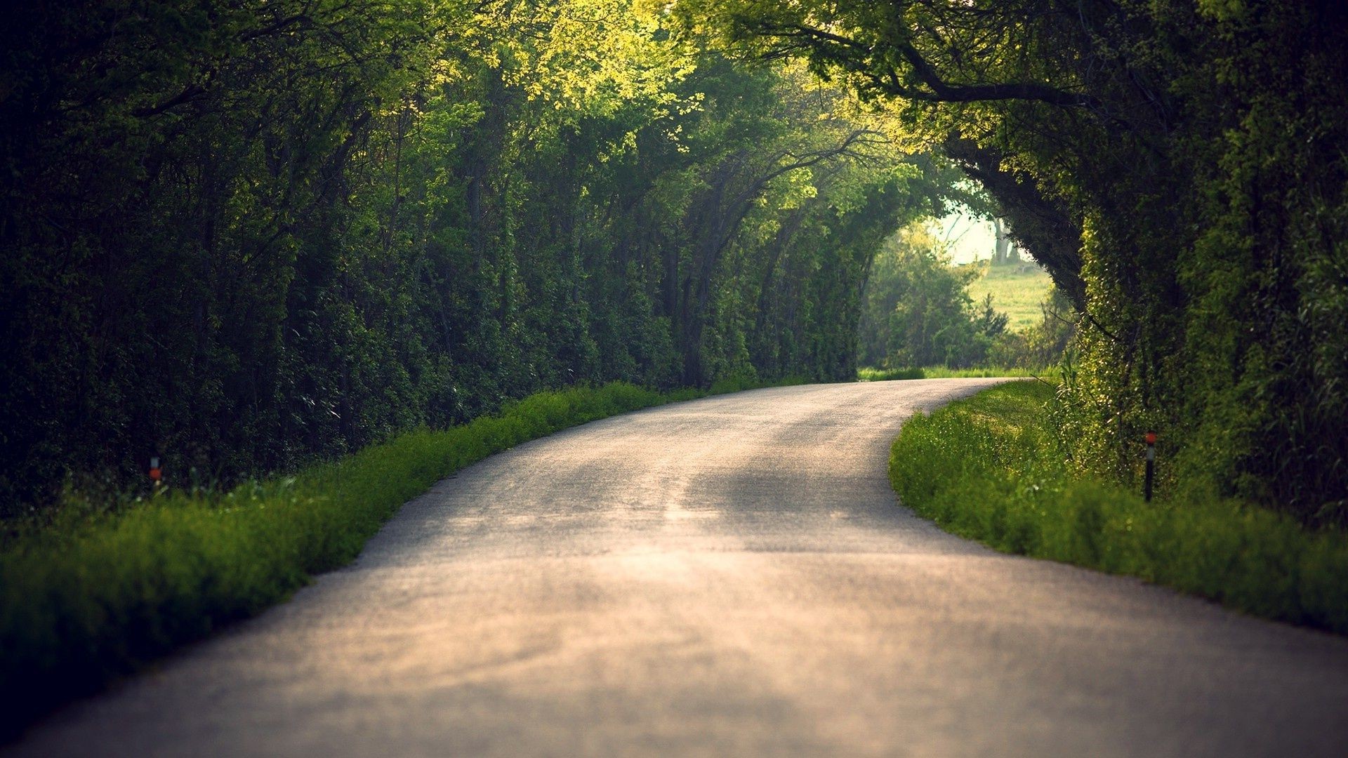 strada albero paesaggio guida legno natura alba parco all aperto erba nebbia campagna scenico viaggi