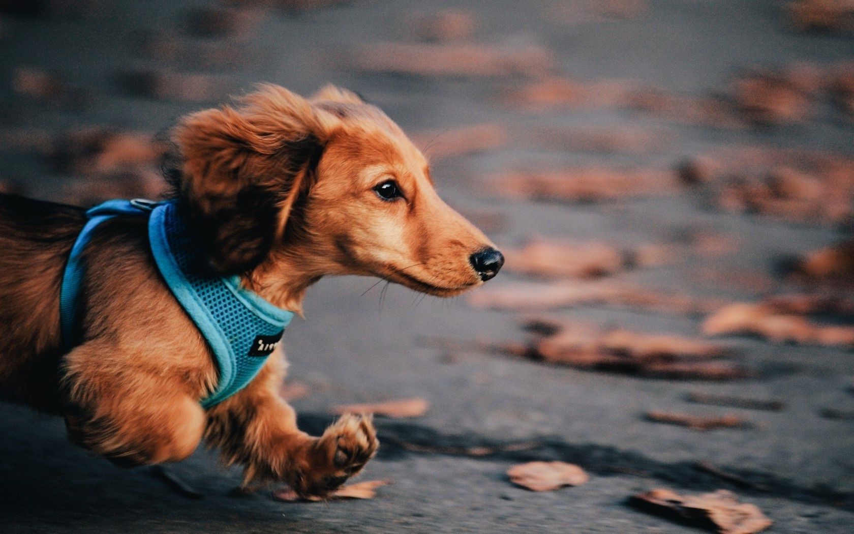 cane cane ritratto carino canino animale domestico mammifero animale piccolo cucciolo