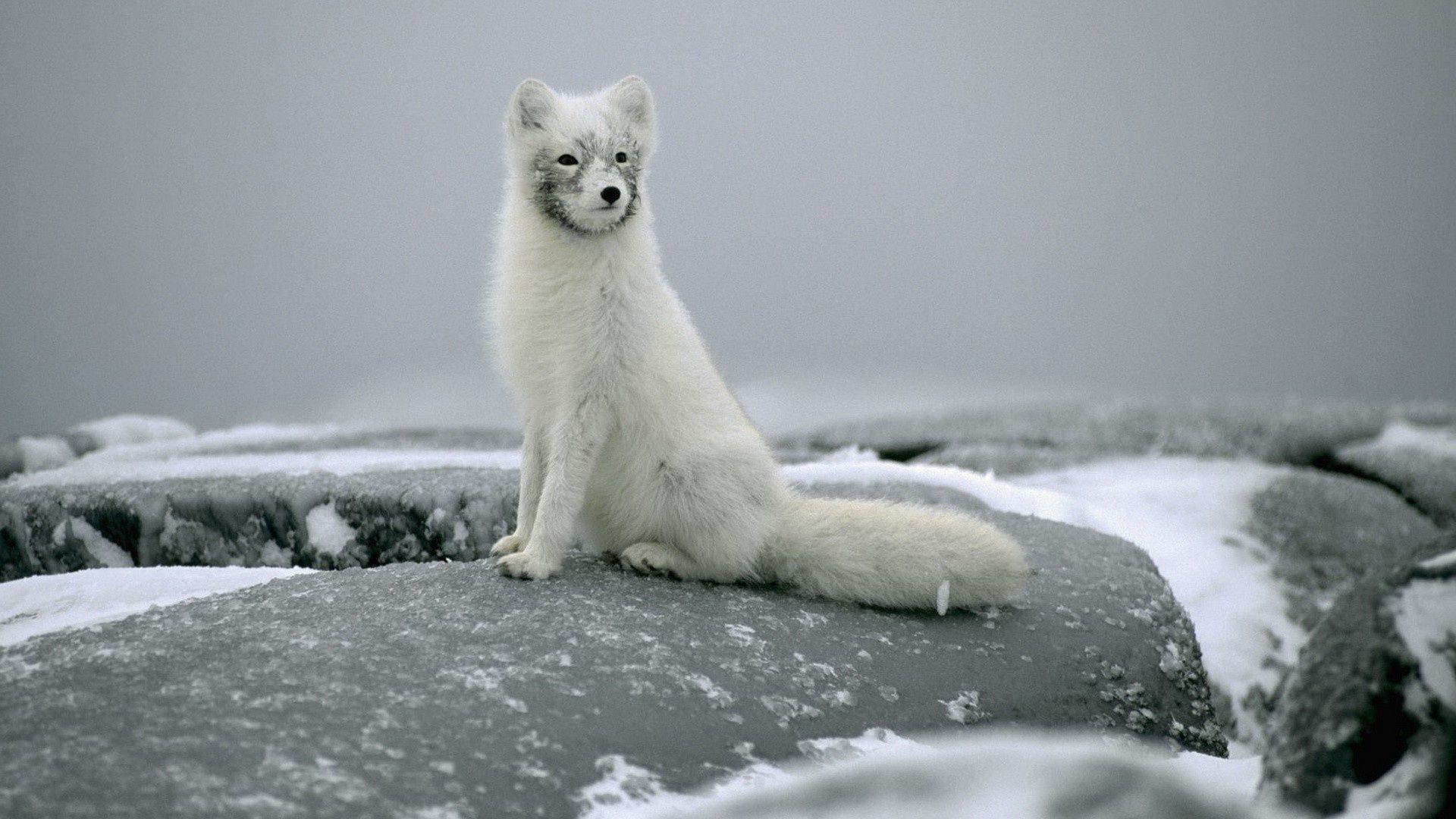 fox snow frosty winter mammal cold ice water nature outdoors frozen