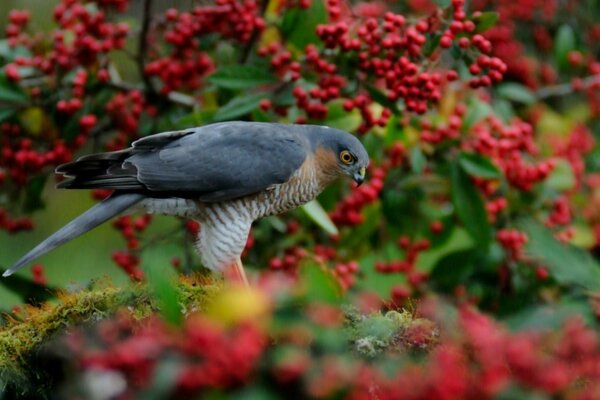 Ein kleiner Vogel sitzt auf einem Strauchzweig mit roten Beeren