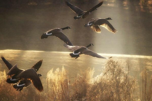 A flock of wild ducks in the sky