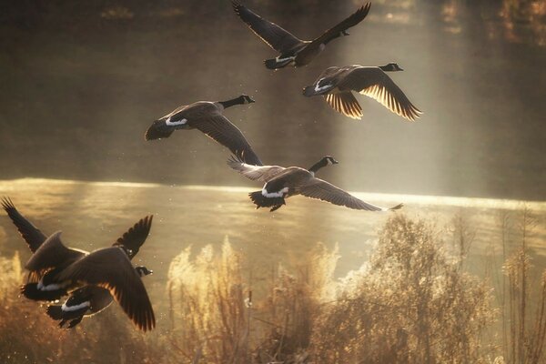 天空中一群野鸭