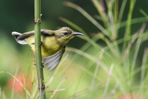 A small bird with a yellow belly