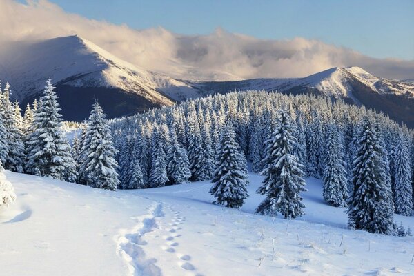 Winterlandschaft mit Wald und Bergen