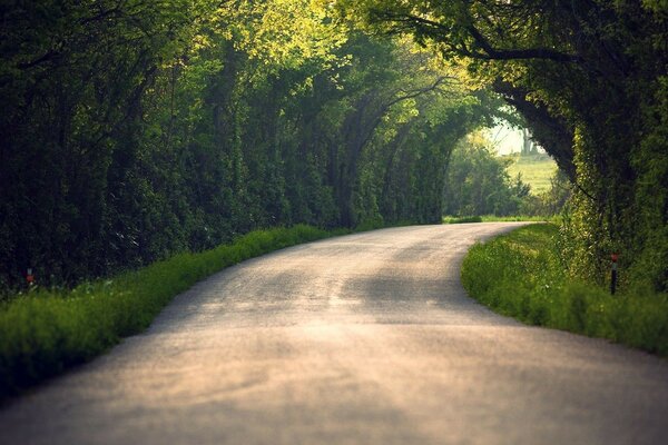 Route avec un tunnel d arbres. Nature