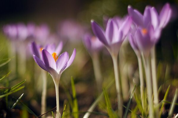 Delicate purple flowers close-up