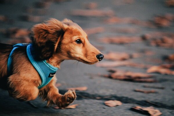 Beautiful dog in a harness