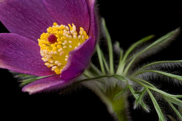 Flor roxa close-up