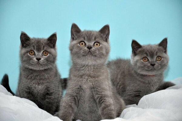 Three cute smoky cats