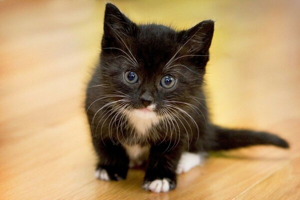 Chats animaux mammifères mignons