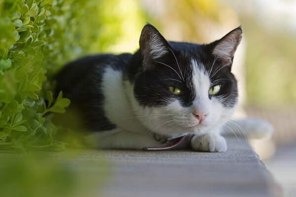 Lindo gato con ojos verdes