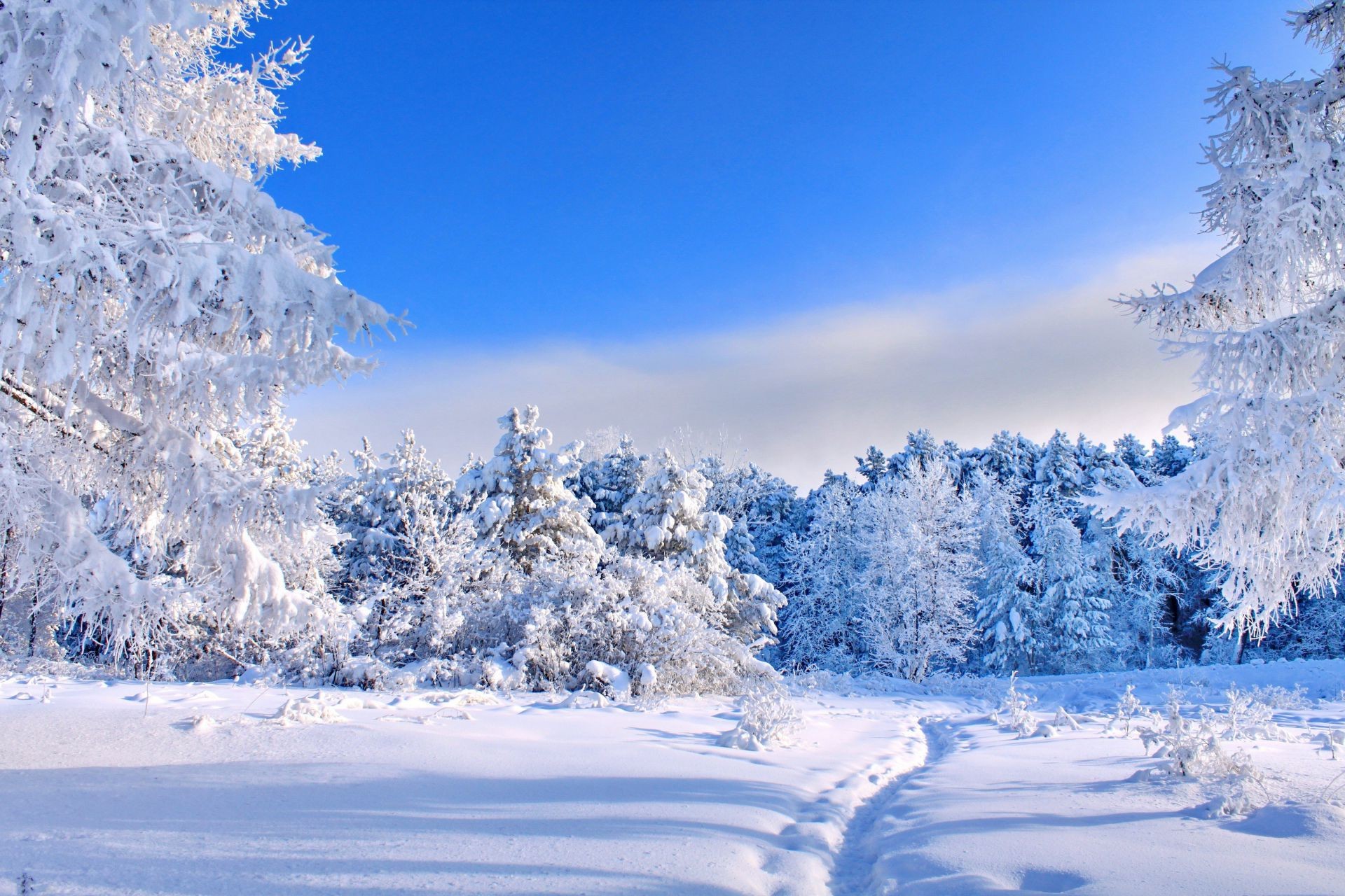 hiver neige froid gel glace congelé scénique saison givré bois paysage glacial bois météo neigeux montagnes froid neige-blanc beau temps