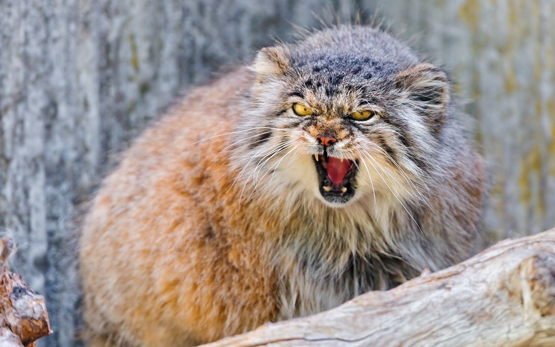 animali fauna selvatica natura mammifero animale selvaggio all aperto legno pelliccia predatore sveglio