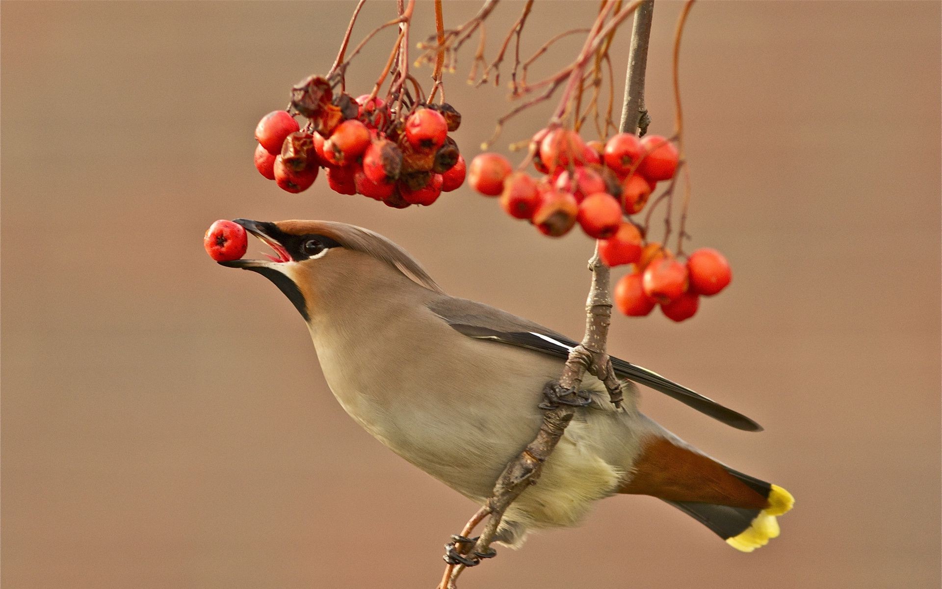 animaux oiseau faune nature baie