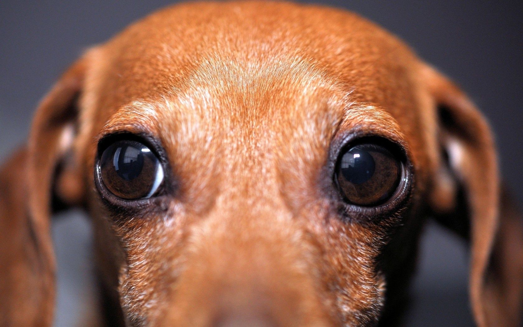 dogs dog cute mammal canine portrait puppy eye pet funny miniature looking one dachshund sit animal little hound staring friendship